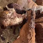 طليان سواكني حمري تربية