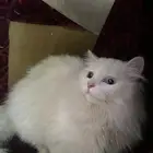 قط ذكر شيرازي أليف