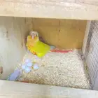 للبيع جوز صن شيك بيور معه خمسه بيضات صبغات قويه