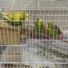 طيور بحالة جيدة