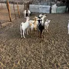 الشميسي طريق الخواجات