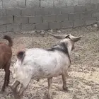 غنم