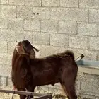 تيس عارضي صنف فحل السن ثني