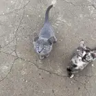 قطط للتبني