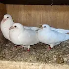 فراخة فرنسي
