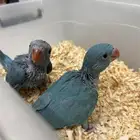 فرخ دره ازرق انتاج محلي
