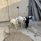 رخال حري مع هجين