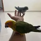 صن كنيور  كويكر اناناس