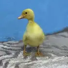 صوص بط بكيني سوبر جامبو