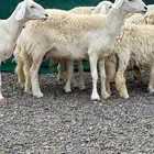 رخال و ضان حريات حرش