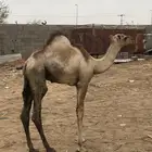 قعود العدد واحد للبيع الحد 5500