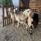 حريات حيل