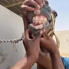 فرس شعبيه للبيع