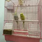 زوجين بادجي