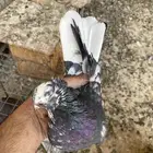 حمام قطايف للبيع