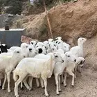 رخال رفيديات للبيع