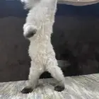 قطة