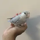 طير روز للبيع