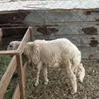 طلي حرى ( تم البيع )