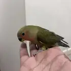 طيور روز هدد ضمان اليف