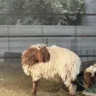 خرفان نعيمي