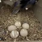 تبي روز بلون معين على ذوقك   جيت عند البائع الصح