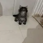 قطط شيرازي للبيع