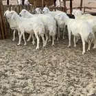 غنم حريات حرش طيبة