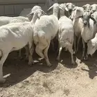 ضان فوااخر