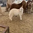 طلي لباني نظيف من حلالي