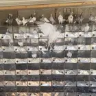 للبيع ح باكستاني