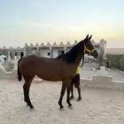 فرس استرالية قدرة وتحمل