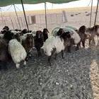 نعيم للبيع
