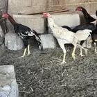 ديكه هجين سندي شامو