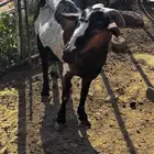 شاة متاوم عليها اثنين ذكران