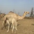 ناقه كفو أم ثالث