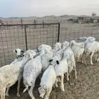 للبيع ضان مقاني بعيالها