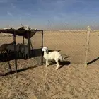 رخل حريه طيب من بغاء يقني او  يذبح رخل طيبه شحم فل الفل