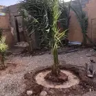 فسايل وجثايث نخل وزيتون