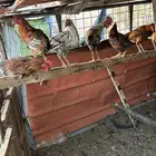 ديوك