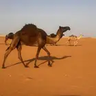 جذعه