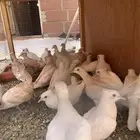 قماري هولندي