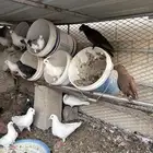حمام الانواع زوج وانتاجه بلدي زوجين فرنسي