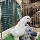 جوز فاره بانتاجه