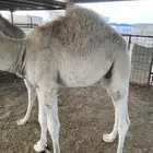 قعودين مقفله شحم