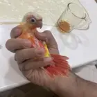 طير كنيور