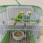 جوز بداجي علئ السوم