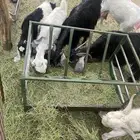 ماعز للبيع