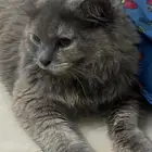 قطه عمرها 4 شهور للبيع لعوبه ومرحه