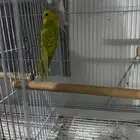 طيور زينه بادجي